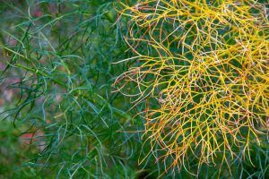 Helena Batlle, fotografia de naturaleza, Jardin botanico de Montjuïchc